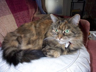 Sasha (27142 bytes)